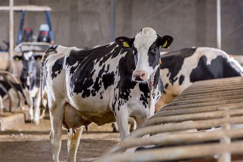 Influencing cow milk production - Trouw Nutrition Ireland