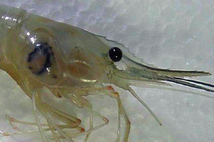 The parasitic isopod Probopyrus bithynis in the gill chamber of M ...