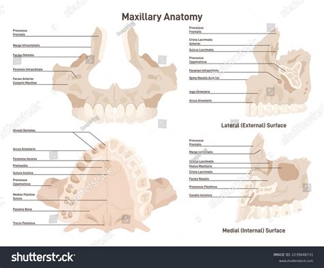 Maxillaranatomie. Oberkiefer-Skelettstruktur mit Bildungstiteln. Flache ...