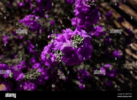 Purple flowers california hi-res stock photography and images - Alamy