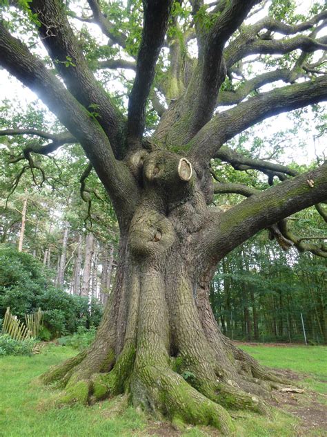 A Majestic Oak Tree in Park - Trunk by SrTw on DeviantArt