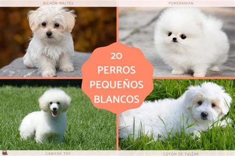 25 razas de perros pequeños blancos - ¡Descúbrelos!