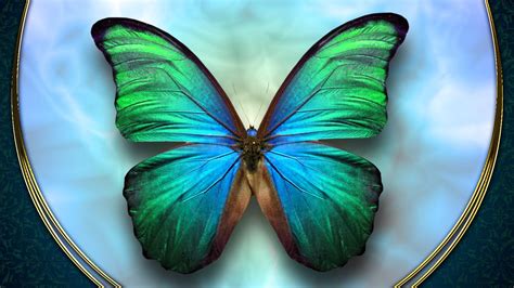 Beautiful Colorful Butterfly On Plate HD Butterfly Wallpapers | HD Wallpapers | ID #67732