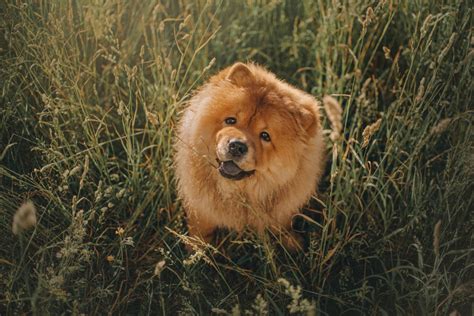 210 Popular Chow Chow Names For An Adorable Lion Pup