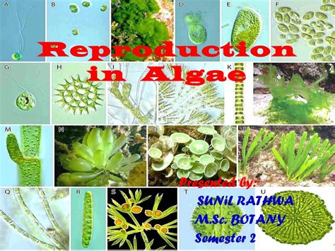 Reproduction in algae........