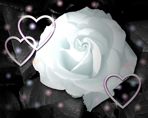 🔥 [74+] White Roses Wallpapers | WallpaperSafari