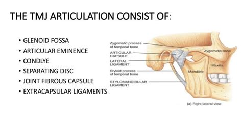 TMJ - ANATOMY & DISORDERS