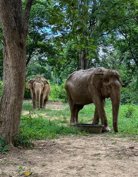 Elephant sanctuary in Thailand : r/pics