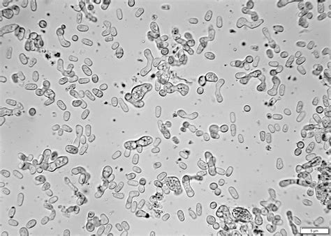 NCYC 2173 - Schizosaccharomyces pombe | National Collection of Yeast Cultures