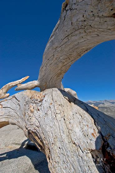 Photo: Fallen Jeffrey Pine on Sentinal Dome. Yosemite National Park ...