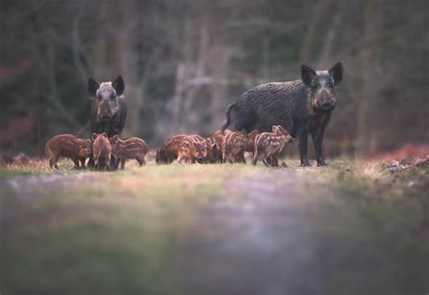 Wild boar in the UK - what are the actual numbers of the population?