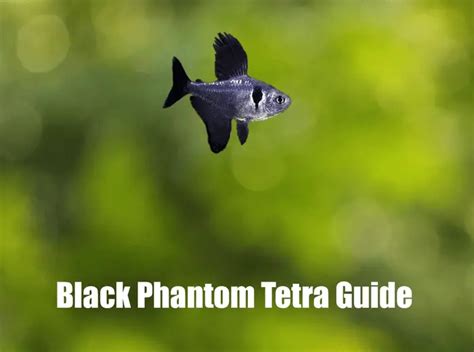 The Ultimate Care Guide for Black Phantom Tetra