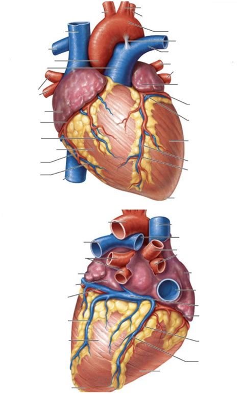 Coronary Circulation Diagram | Quizlet