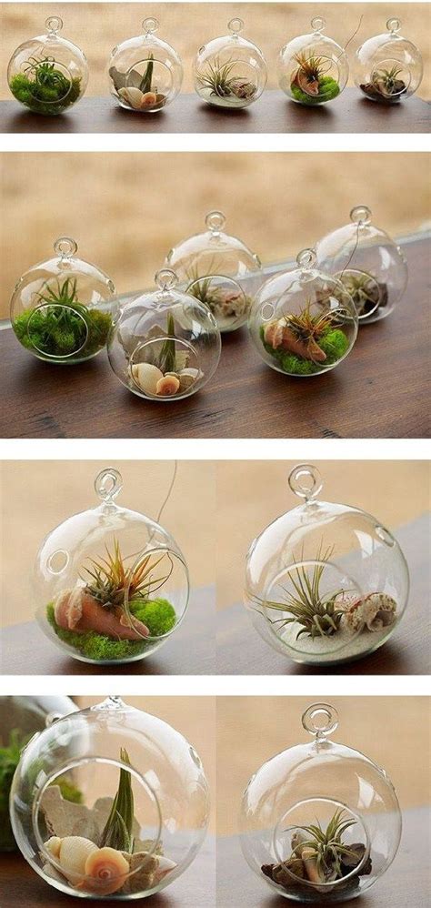 12 Best Amazing Air Plant Display Ideas to Add Uniqueness to Your Home | Air plant terrarium ...