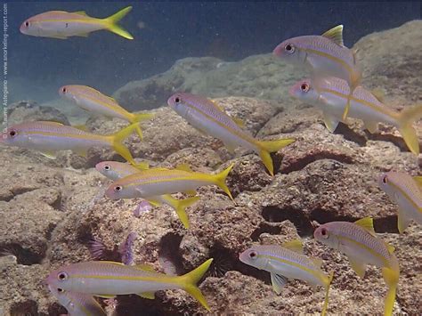 Snorkeling Oahu, Hawaii | The best snorkeling spots in Oahu