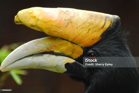 Burung Tropis Ekstrem Close Up Potret Rangkong Badak Jantan Foto Stok - Unduh Gambar Sekarang ...