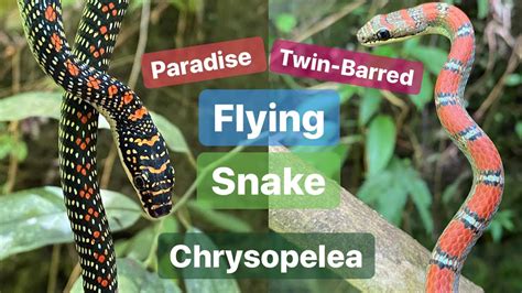 2 SPECIES OF FLYING SNAKE - The Paradise & Twin-barred Flying Snakes | Herping North Sumatra ...