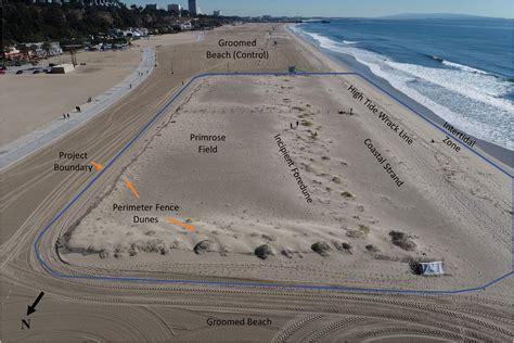 Coastal erosion could be reduced by dune restoration projects - Techno ...