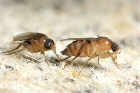 Disgusting freezer creatures : whatsthisbug