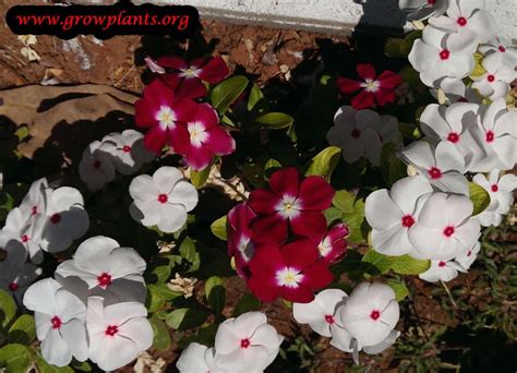 Catharanthus roseus - How to grow & care