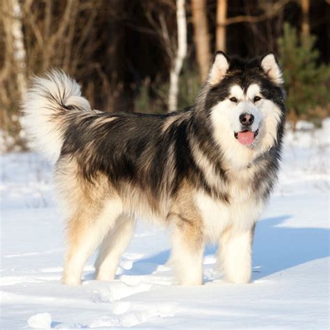 Snow Dog Breeds: 20 Best Pups for Winter Adventures - Outside Online