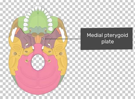 Pterygoid Processes Of The Sphenoid Pterygoid Hamulus Lateral Pterygoid ...