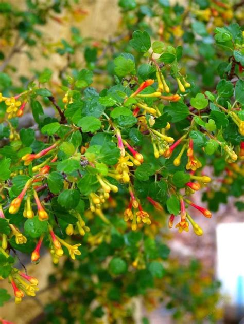 Ribes aureum - Alchetron, The Free Social Encyclopedia