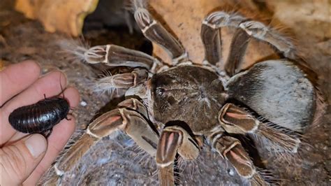 Goliath Birdeater Tarantula Bad Molt Update, Food & Health - YouTube