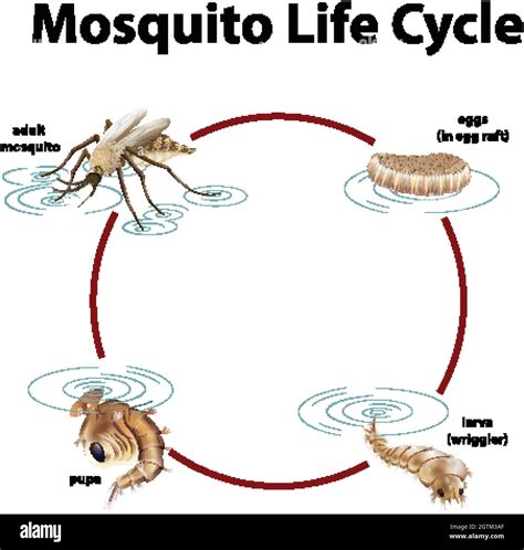 Mosquito life cycle Cut Out Stock Images & Pictures - Alamy