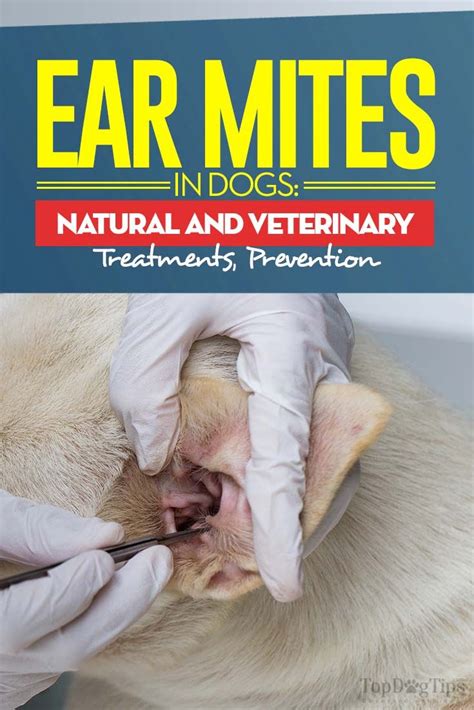 Ear Mites in Dogs: Symptoms, Natural Treatments and Prevention | Dog ear mites treatment ...