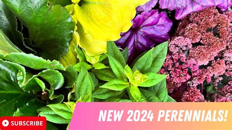 PROVEN WINNERS PLANTS NEW FOR 2024 AND OTHER GOODIES | PERENNIAL PLANT ...