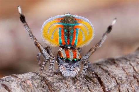 Order of ATWA: Peacock Spider