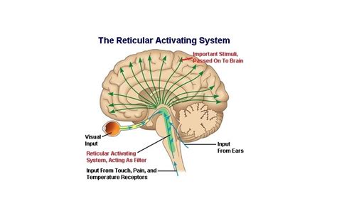 What Is Reticular Formation