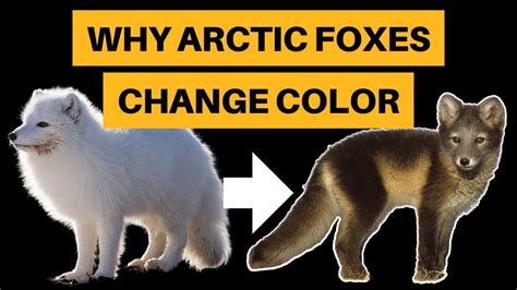 Why Arctic Foxes Change Color [+ How They Do It] - YouTube