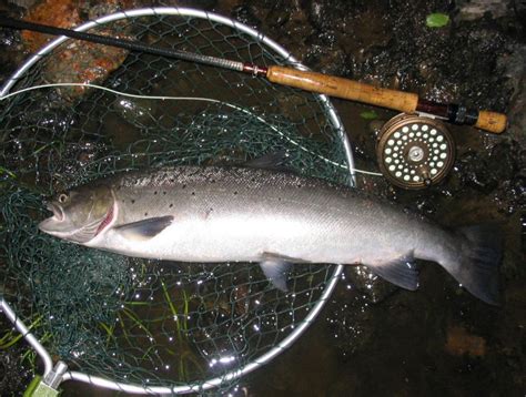 Sea Trout Fishing - When to Fish