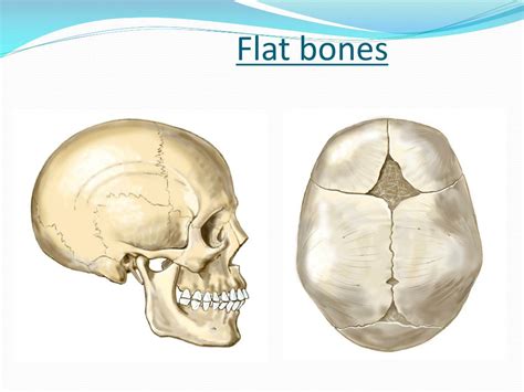 Example of flat bone - maxiaca