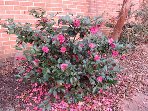 Some Zone 7 Camellias Survive In Zone 6 As Well | What Grows There ...