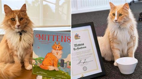 Mittens the Cat Is So Popular He Was Awarded the Keys to His City - Celebrity Pets