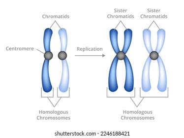 Human Karyotype Chromosome Structure Illustration Stock Vector (Royalty ...