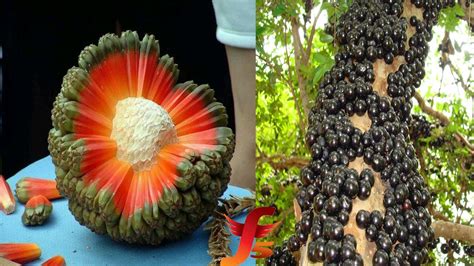 5 Rare And Exotic Fruits In The World You've Probably Never Heard Of - YouTube