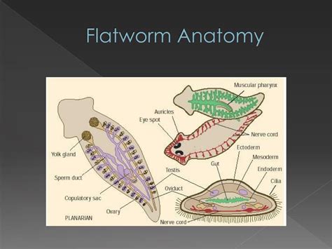 PPT - Flatworms/ Roundworms PowerPoint Presentation, free download - ID:2114233