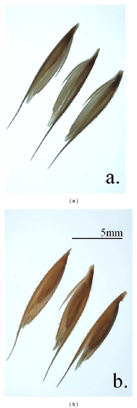 Prairie cordgrass seeds photographs taken over a light box.... | Download Scientific Diagram