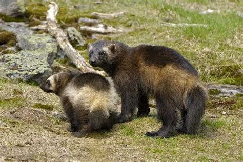 Connecting fragmented wolverine habitat is essential for their conservation