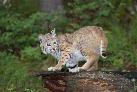 Why Bobcats Are So Fierce - Scenic Hudson