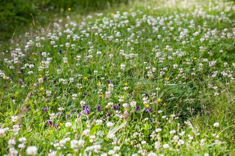 Clover lawn stock photo. Image of white, rural, summer - 103647092