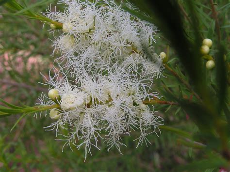 Melaleuca alternifolia (Tea Tree) - cultivated | Tea Tree (M… | Flickr