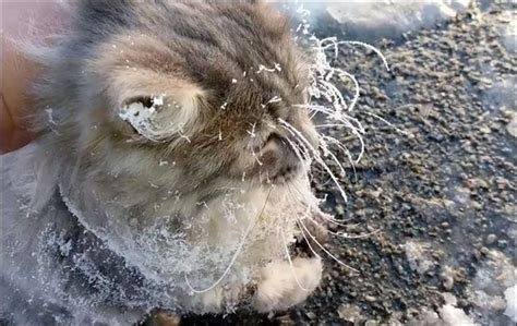 Russian couple rescues cat frozen to the ground - Cottage Life