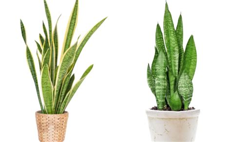 Lengua de suegra, Sansevieria: cuidados | Consejos para que la planta que purifica el aire de tu ...