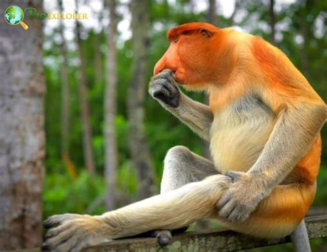 Proboscis Monkey Characteristics | Nasalis Larvatus Diet & Facts