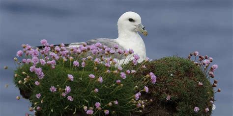 Orkney Islands wildlife location in Scotland, Europe | Wildlife Worldwide